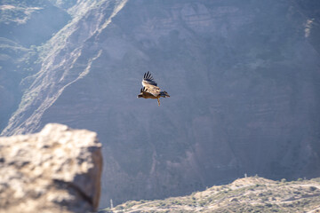 Horizontal selective focus shot of fast-flying Andean condor in motion, Chile