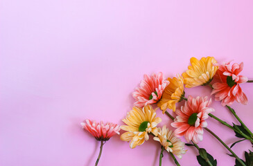 Pink and yellow chrysantemum flower on pink paper background