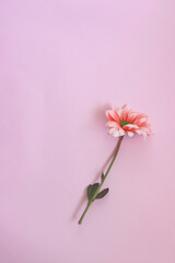 Pink chrysantemum flower on pink paper background - 499666664
