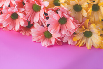 Bouquet of chrysantemum flowers on pink paper background