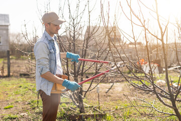 Professional gardener pruning a tree