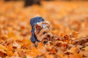 yorkshire terrier in clothes walks in the autumn park