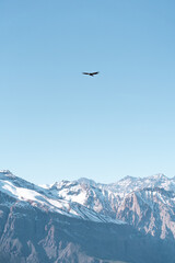 Vertical shot of Andean condor flying over snow-capped Andean mountains, Chile