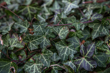 Obraz premium Ivy texture, climbing ivy close-up, natural background.
