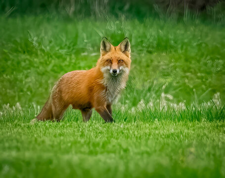 Red Fox In Chester County PA