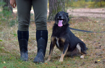 black and brown dog mongrel at animal shelter