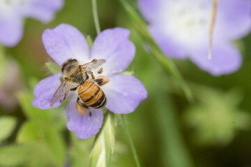 Bee