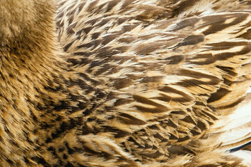 Plumas. Plumaje. Plumas pato. Patos.