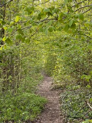 Forest Path while hiking