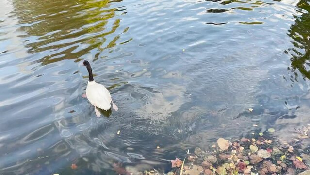 Black-necked swan, Schwaene, Cygnus