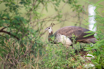 Peacock wandering wild in an open field