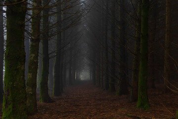 path in the woods, in early morning