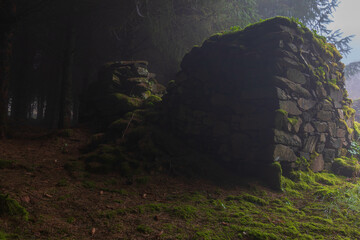 ruins in the forest