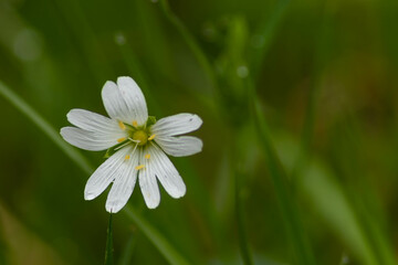 close up foto of spring flowers
