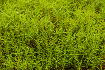 green moss background