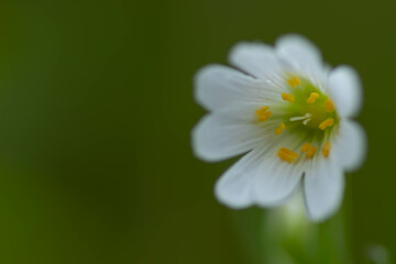 close up foto of spring flowers