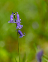 close up foto of spring flowers