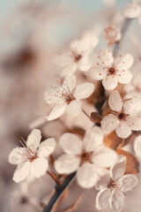 Japońskie wiśnie kwitnące. Wiosenne gałązki kwitnącej wiśni. Białe kwiaty wiśni...