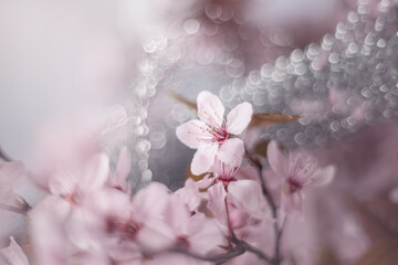 Japońskie wiśnie kwitnące. Różowy kwiat