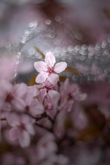 Wiosenne gałązki kwitnącej wiśni. Różowe kwiaty - obrazy, fototapety, plakaty