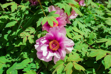 tree peony in full blooming