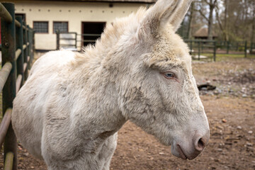 A beautiful donkey with a hidden tail stands on the ground.
