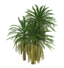 3D Green palm tree