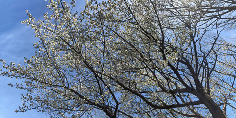 Blossoming tree Netherlands. Spring. Panorama.