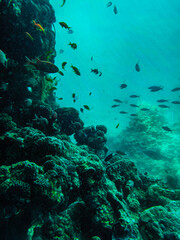 Naklejka na ściany i meble coral reef and fish in sea