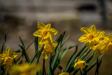 Wandaufkleber Narcis yellow flower in green leaves in spring sunny day © luzkovyvagon.cz