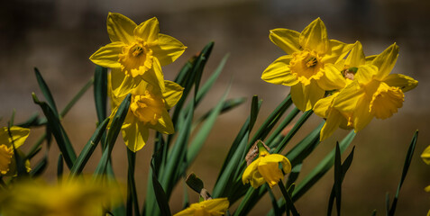 Narcis yellow flower in green leaves in spring sunny day