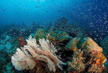 Schools of Fish Swarming over a Colorful Coral Reef. Raja Ampat, West Papua, Indonesia