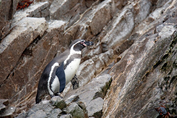 Humboldt Penguin (Spheniscus humboldti) Climbing a Rock. Ballestas Islands, Paracas, Peru