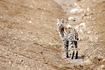 Serval (Leptailurus serval) Looking into the Camera. Tsavo West, Kenya