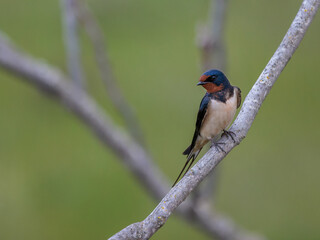 Fototapeta premium Barn swallow (Hirundo rustica). Bird in its natural environment.