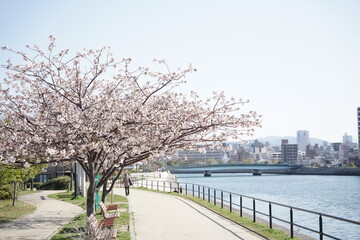 Fototapeta na wymiar 桜＃２