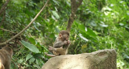 a baboon