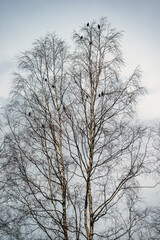 Fototapeta na wymiar tree in winter, birds and blue sky