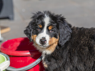 Puppy Bernese Mountain Dog eight weeks old.