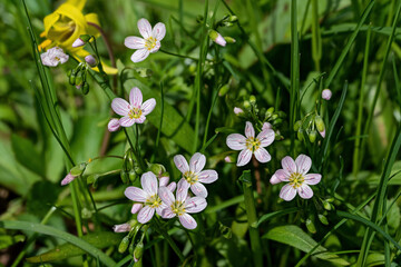 Spring beauty on a sunny day. It is one of the prettiest and earliest-blooming wildflowers and is...