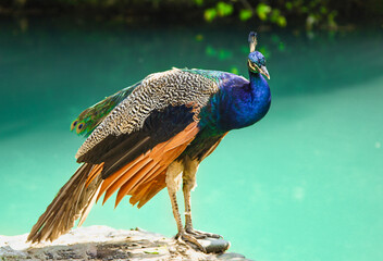 The peacock is a very beautiful bird. Peacocks live in the jungle and feed on seeds, berries, young...