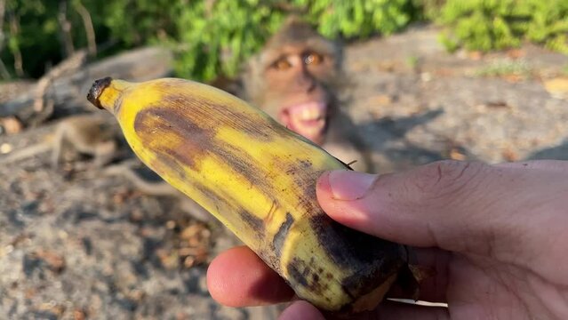 Handing cultivated banana to smiling monkey happy face on rock mountain on a sunny day. Feeding monkey while exciting monkey rush to reach and grab banana from person's hand