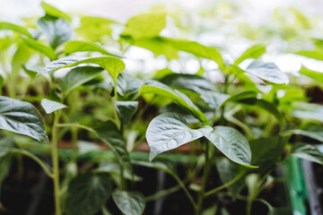 Green plants seedlings on the window, house plant, bell pepper seedlings, gardening in the house.