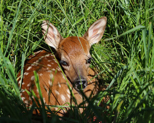 Baby deer fawn laying in grass hiding at dawn.