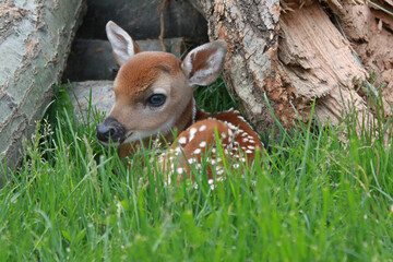 Day old deer fawn hiding in grass in front of log pile.