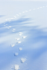 Human footprints in the snow as background under winter sunlight close-up view. Nature in winter