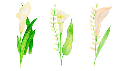 Watercolor clipart calla lilies leaves hand drawn