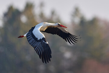 White stork (ciconia ciconia)