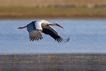 White stork (ciconia ciconia)