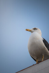 Gaivota de Setúbal